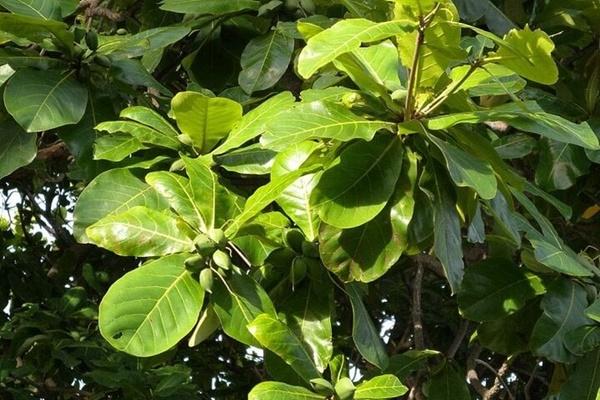 Có nên trồng hoa quỳnh trong nhà?-2