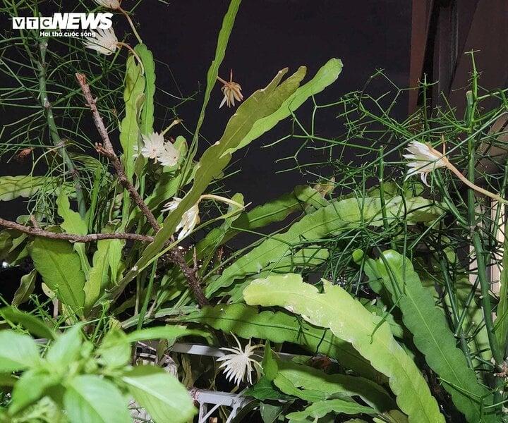 Có nên trồng hoa quỳnh trong nhà?-1