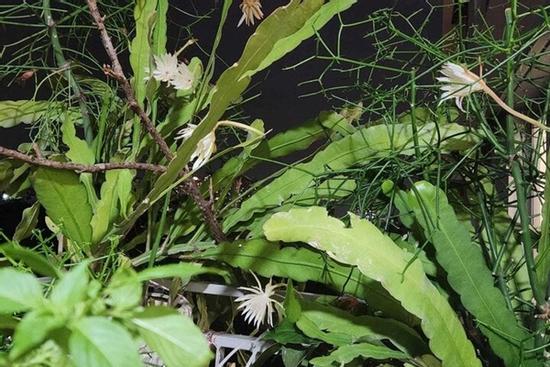 Có nên trồng hoa quỳnh trong nhà?