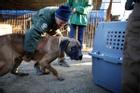 Hàn Quốc dứt khoát về việc cấm ăn thịt chó