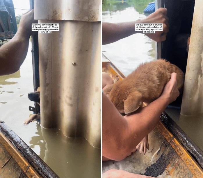 3 triệu người xem clip giải cứu 2 chú cún đang lạnh cóng trong mưa lụt ở Huế, cái kết khiến netizen vỡ òa-2
