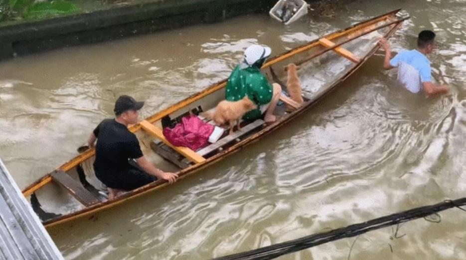 3 triệu người xem clip giải cứu 2 chú cún đang lạnh cóng trong mưa lụt ở Huế, cái kết khiến netizen vỡ òa-3