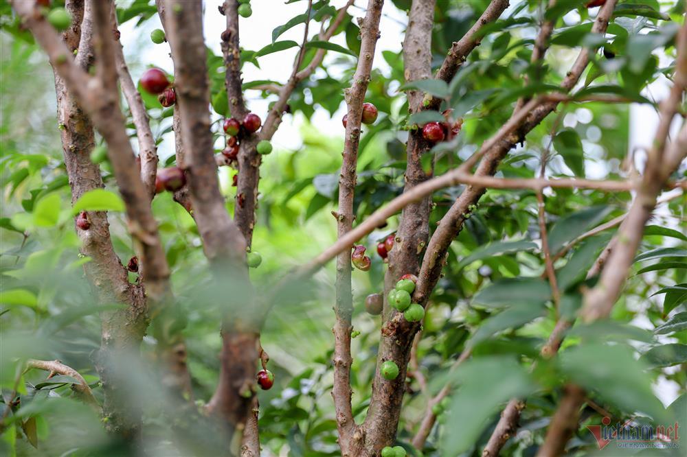 Ca sĩ Mỹ Lệ tuổi 51: Đại gia làm nông dân trên mảnh vườn hơn 10.000m2-3