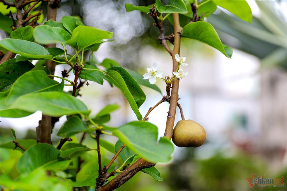 Ca sĩ Mỹ Lệ tuổi 51: Đại gia làm nông dân trên mảnh vườn hơn 10.000m2-6