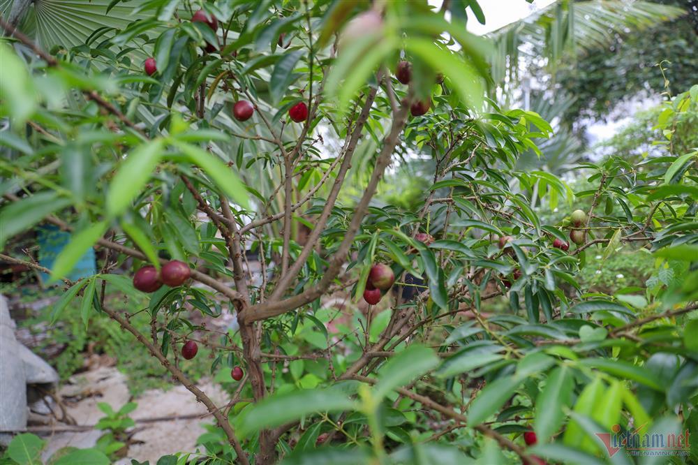 Ca sĩ Mỹ Lệ tuổi 51: Đại gia làm nông dân trên mảnh vườn hơn 10.000m2-7