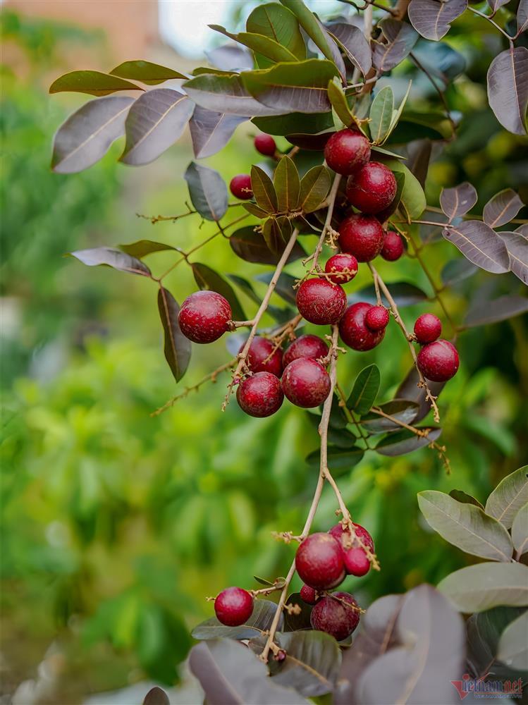 Ca sĩ Mỹ Lệ tuổi 51: Đại gia làm nông dân trên mảnh vườn hơn 10.000m2-8