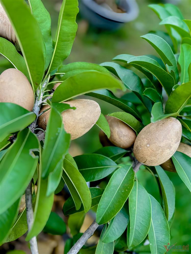 Ca sĩ Mỹ Lệ tuổi 51: Đại gia làm nông dân trên mảnh vườn hơn 10.000m2-9