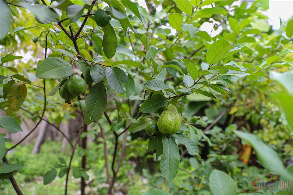 Ca sĩ Mỹ Lệ tuổi 51: Đại gia làm nông dân trên mảnh vườn hơn 10.000m2-10