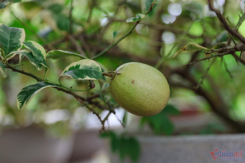 Ca sĩ Mỹ Lệ tuổi 51: Đại gia làm nông dân trên mảnh vườn hơn 10.000m2-11