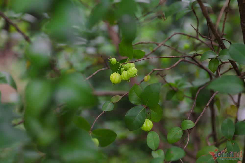 Ca sĩ Mỹ Lệ tuổi 51: Đại gia làm nông dân trên mảnh vườn hơn 10.000m2-12