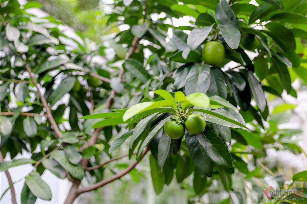 Ca sĩ Mỹ Lệ tuổi 51: Đại gia làm nông dân trên mảnh vườn hơn 10.000m2-13