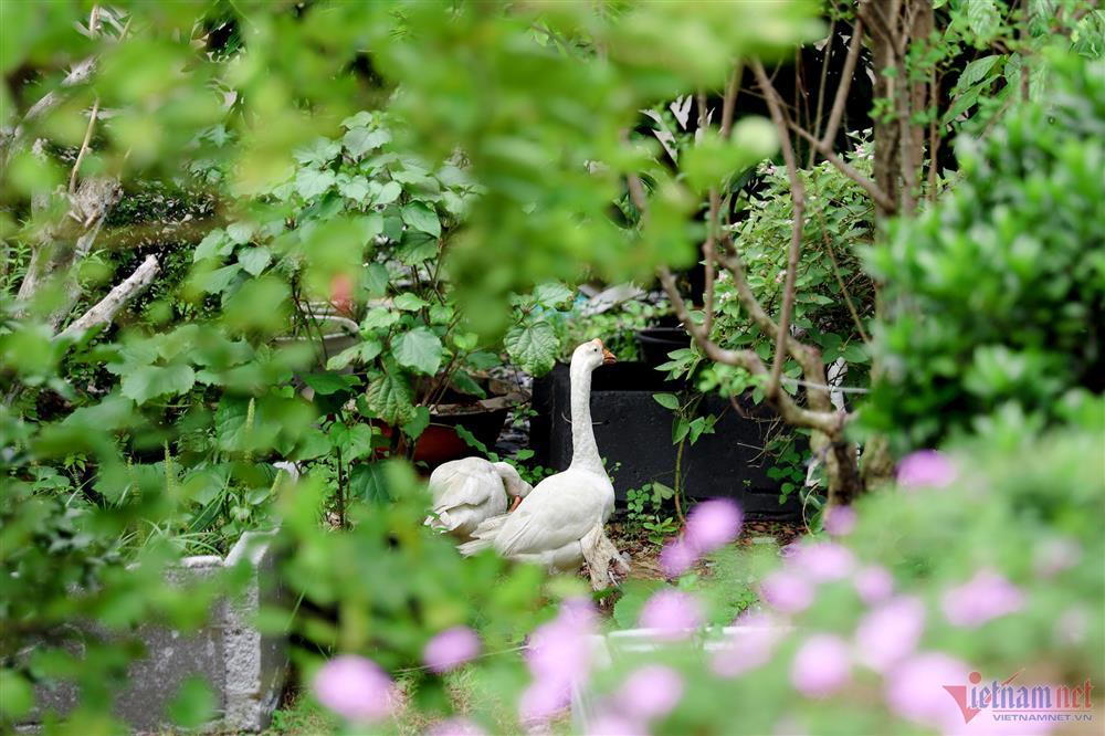 Ca sĩ Mỹ Lệ tuổi 51: Đại gia làm nông dân trên mảnh vườn hơn 10.000m2-26