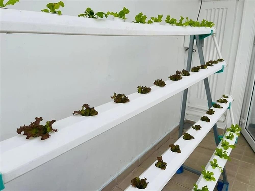 Ngắm vườn rau đủ các loại gì cũng có trong nhà MC giàu nhất Việt Nam-3