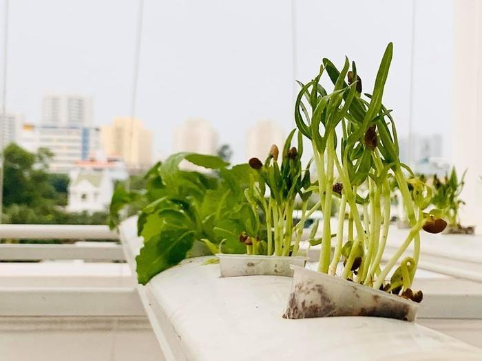 Ngắm vườn rau đủ các loại gì cũng có trong nhà MC giàu nhất Việt Nam-4