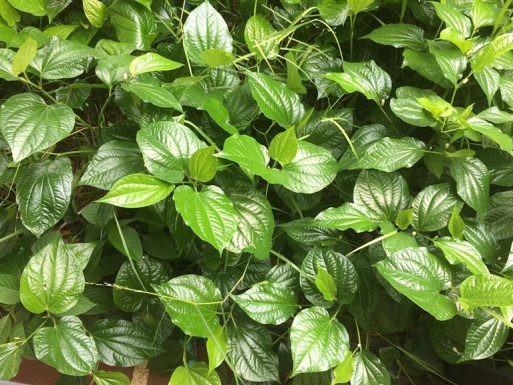 Loại cây mọc hoang góc vườn nấu được nhiều món ngon, chứa hoạt chất quý-1