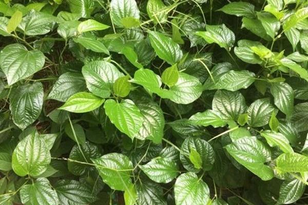 Lợi ích bất ngờ của gừng đối với chuyện ấy-2