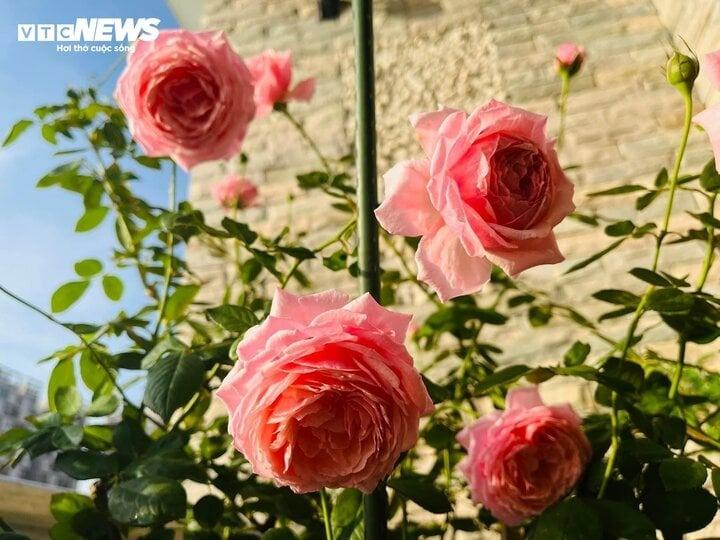 Ý nghĩa của những loài hoa tượng trưng cho 12 tháng sinh-3