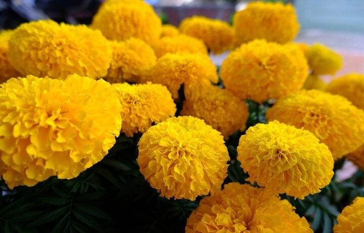 Ý nghĩa của những loài hoa tượng trưng cho 12 tháng sinh-5