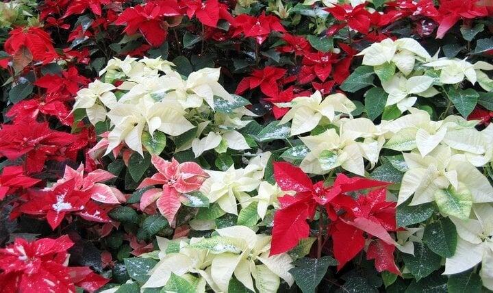 Ý nghĩa của những loài hoa tượng trưng cho 12 tháng sinh-6