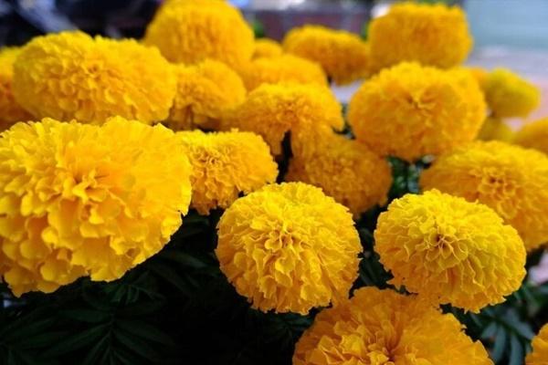 Tại sao cúc vạn thọ đẹp, tên ý nghĩa nhưng tuyệt đối không được trồng ở ban công?-2