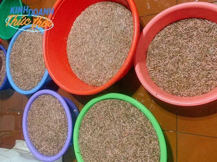 Huy động gia đình lội nước ngày lạnh, bắt lộc trời thu về cả triệu đồng/ngày-2