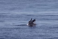 Du khách bị sốc chứng kiến sư tử biển xé xác cá mập xanh, xơi tái giữa biển