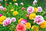 Có nên trồng hoa mười giờ trước nhà?