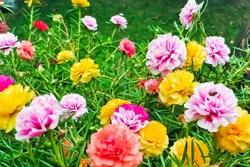 Có nên trồng hoa mười giờ trước nhà?