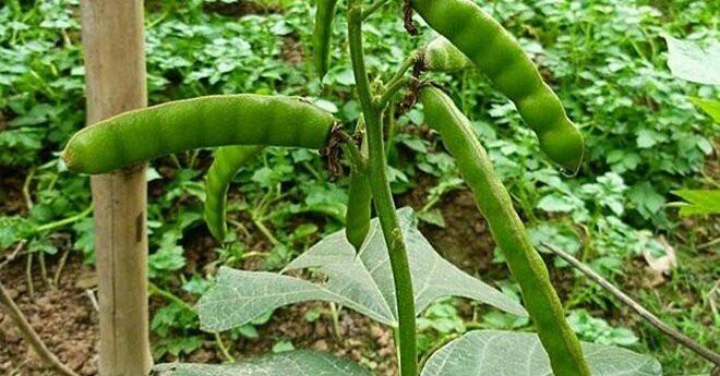 Củ đậu được ưa thích nhưng hạt chứa chất cực độc, có thể chết người sau 2 giờ-1