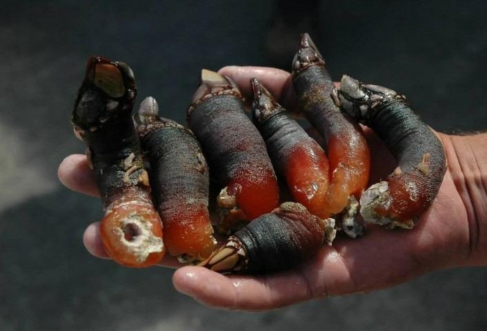 Lộc trời ở biển nhìn sợ khiếp vía, tiền triệu 1 kg, chưa ai nuôi được-1