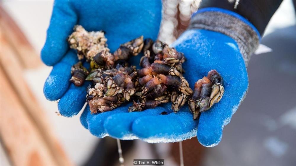 Lộc trời ở biển nhìn sợ khiếp vía, tiền triệu 1 kg, chưa ai nuôi được-2