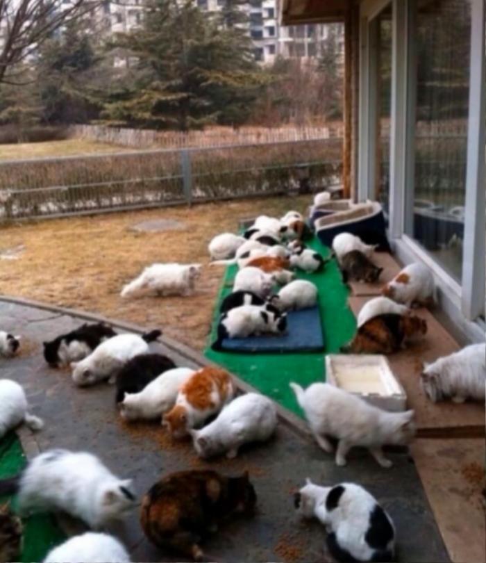 Lưu Diệc Phi gây sốc khi cả khu vườn nuôi toàn mèo-2
