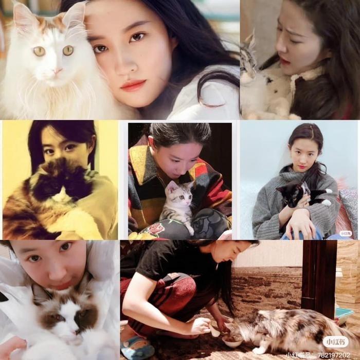 Lưu Diệc Phi gây sốc khi cả khu vườn nuôi toàn mèo-3