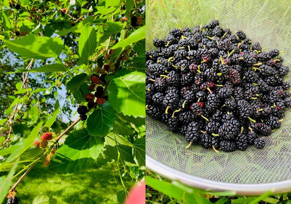 Ngắm nông trại bên Mỹ của hoa hậu Việt vừa gây sốt khi tái xuất, trổ tài catwalk giữa đồng lúa-21