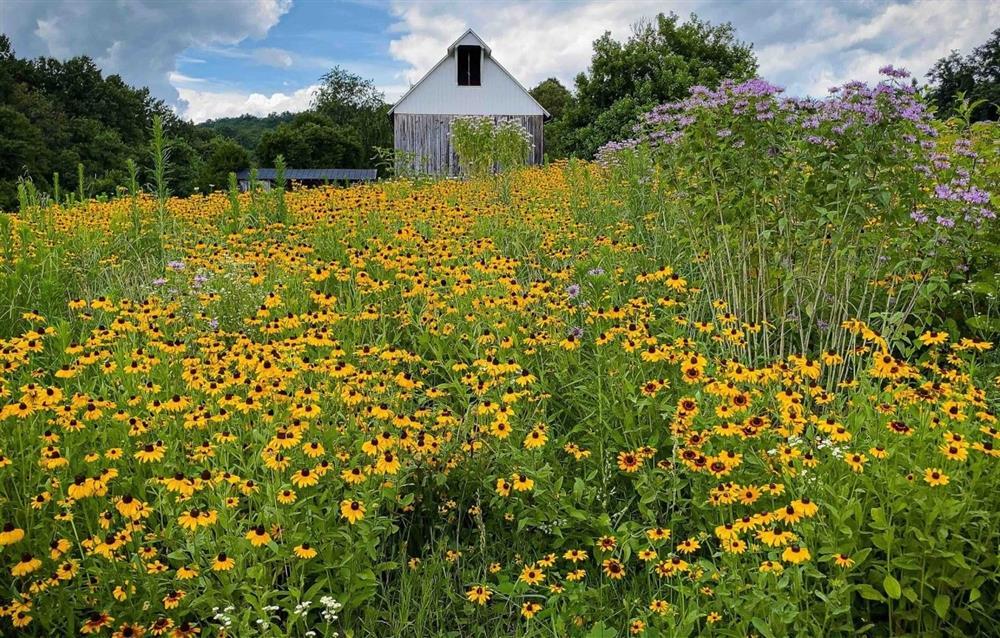 Ngắm nông trại bên Mỹ của hoa hậu Việt vừa gây sốt khi tái xuất, trổ tài catwalk giữa đồng lúa-26