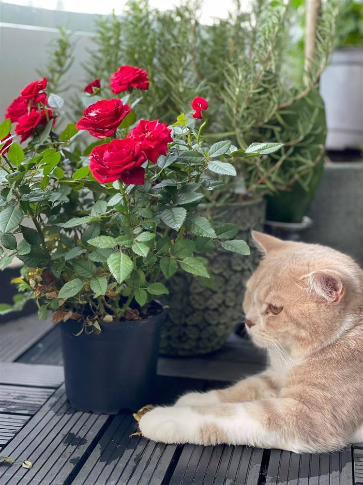 Làm điều ngược khi chủ động cầu hôn bạn trai người Đức, Minh Tú hiện sống trong căn hộ thế nào?-20