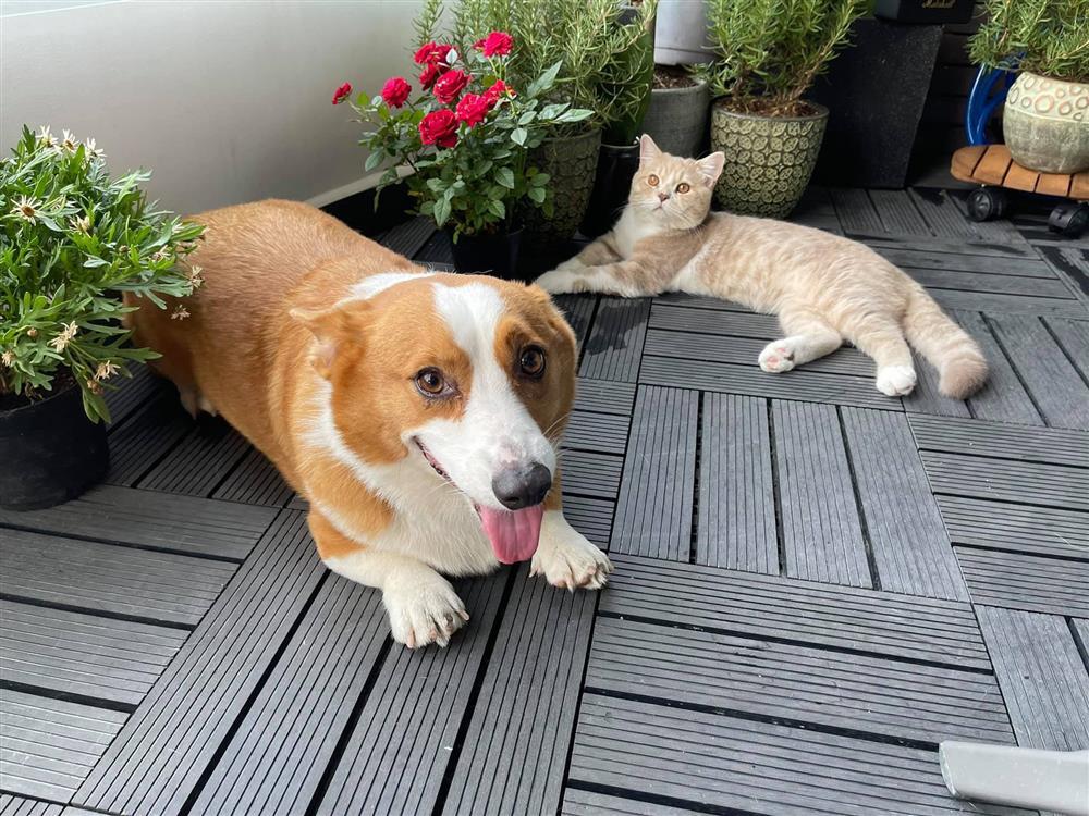 Làm điều ngược khi chủ động cầu hôn bạn trai người Đức, Minh Tú hiện sống trong căn hộ thế nào?-21