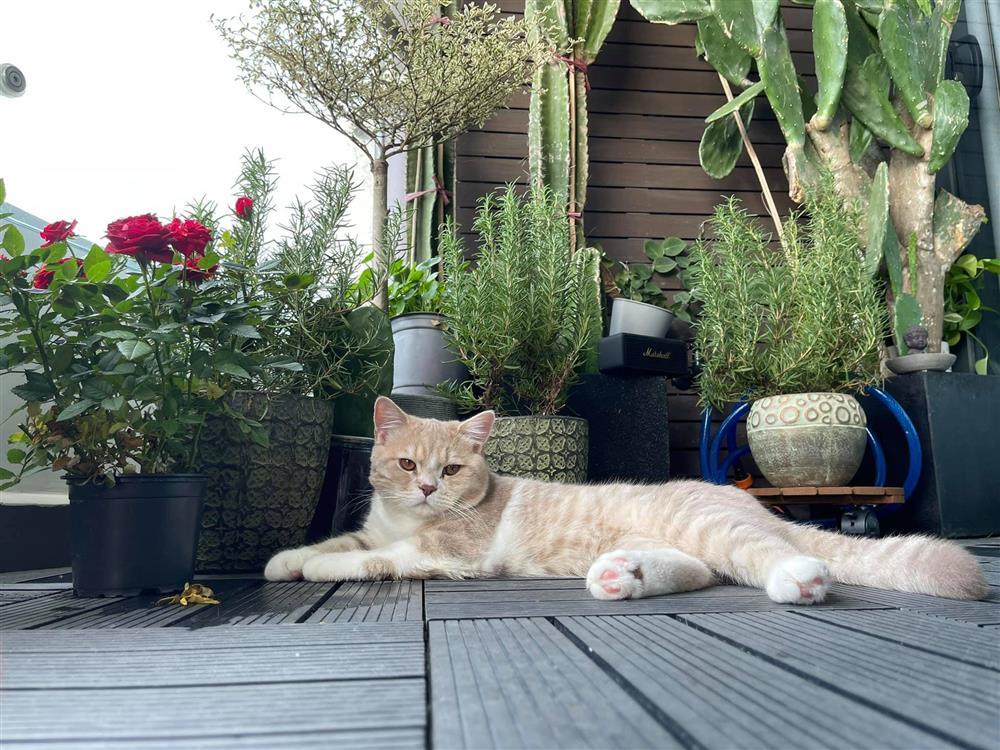 Làm điều ngược khi chủ động cầu hôn bạn trai người Đức, Minh Tú hiện sống trong căn hộ thế nào?-22