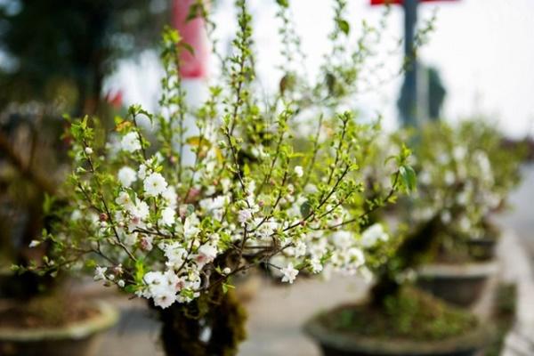 Có nên trồng cây lan ý trong nhà?-2