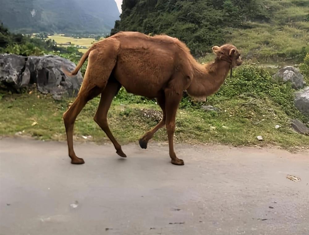 Xuất hiện 2 con lạc đà đi lạc ở Cao Bằng-2