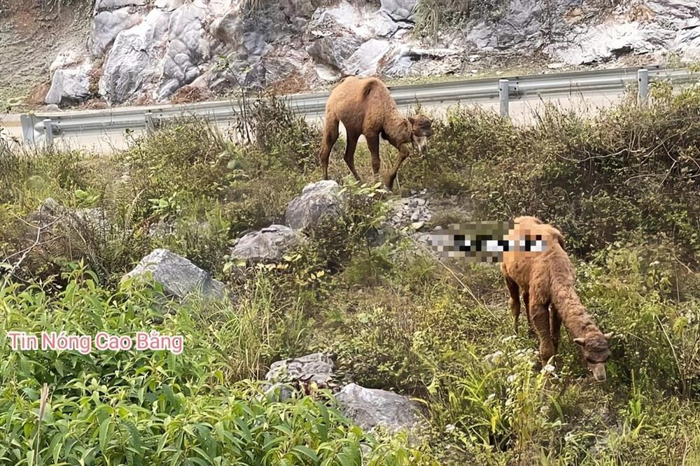 Xuất hiện 2 con lạc đà đi lạc ở Cao Bằng-3