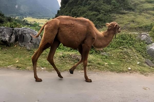 Vì sao lạc đà, chuột túi lại xuất hiện ở Cao Bằng?-3