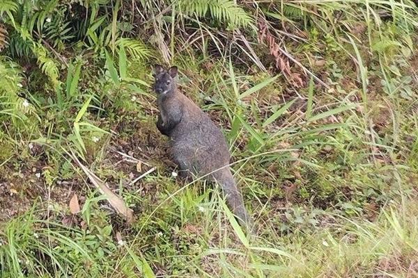 Lý do đặc biệt khi lạc đà và chuột túi liên tiếp xuất hiện tại Cao Bằng-2