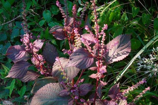 Loại rau hình thù kỳ lạ, giá đắt hơn thịt nhưng vẫn được săn lùng-6