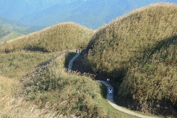 Pili - Loại cỏ đặc biệt biết chuyển động khi bị ướt-3