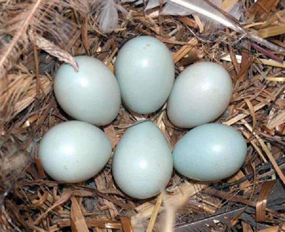 Hé lộ bí mật đằng sau món lẩu hoa cúc của Từ Hi Thái hậu-4