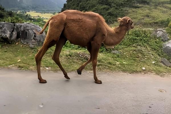 Hai con chuột túi ở Cao Bằng đã chết vì bệnh-2