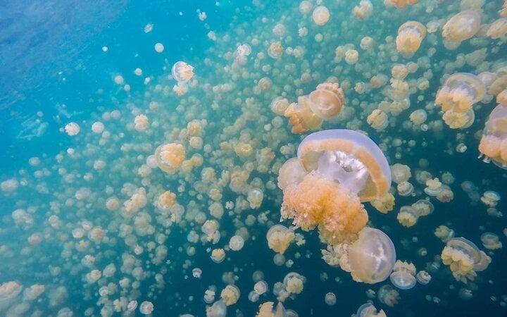 Trải nghiệm bơi giữa biển sứa từ kỷ băng hà khiến dân ưa mạo hiểm thích mê-2