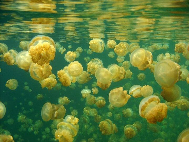 Trải nghiệm bơi giữa biển sứa từ kỷ băng hà khiến dân ưa mạo hiểm thích mê-3