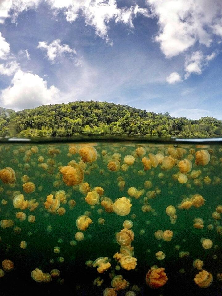 Trải nghiệm bơi giữa biển sứa từ kỷ băng hà khiến dân ưa mạo hiểm thích mê-4